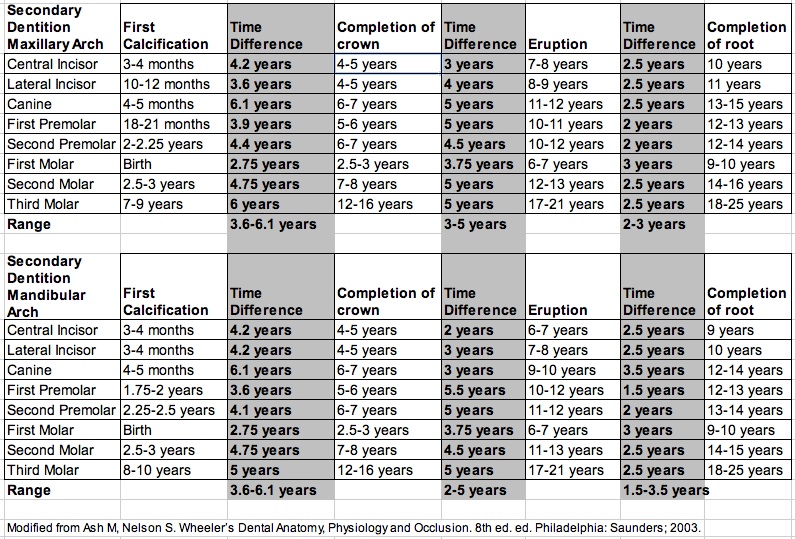 Secondary Tooth Development Table.jpg